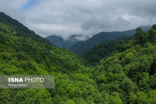 جنگلداری اجتماعی؛ «برد -برد» مردم و محیط زیست؟