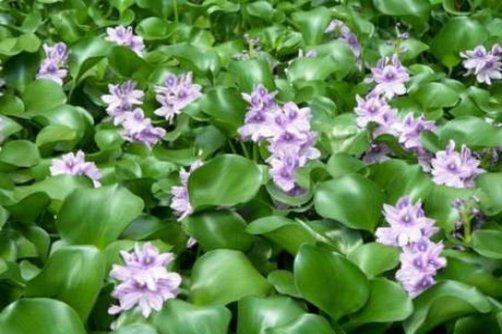 گونه‌های مهاجم و خطرات زیستی آن‌ها بر تنوع زیستی