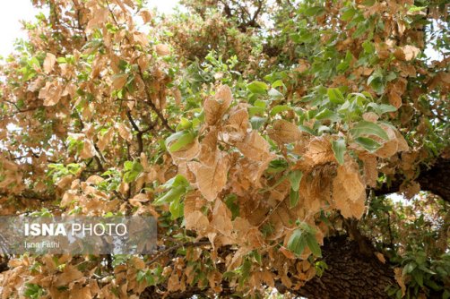 جنگل‌های زاگرس در احاطه آفات