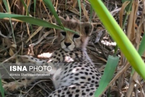 آخرین وضعیت «پیروز» در ۵ ماهگی و تکذیب دزدیده‌شدن