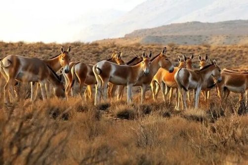 آخرین وضعیت «توران» و «راه ابریشم»