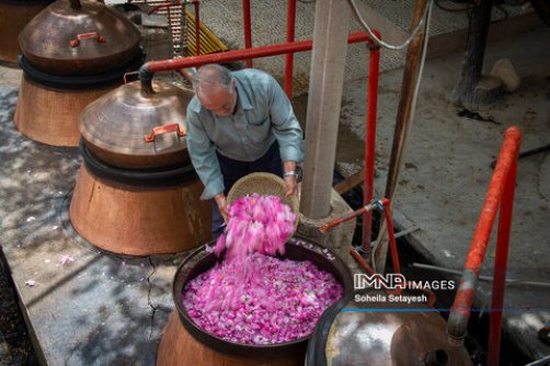 برداشت گل محمدی و گلاب‌گیری در تاج آباد نطنز