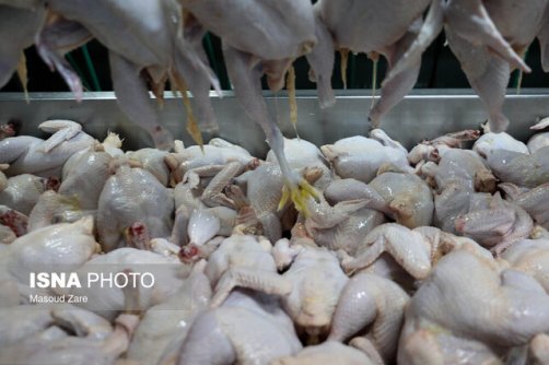 مرغ در فاکتور یک قیمت، در بازار یک قیمت دیگر!