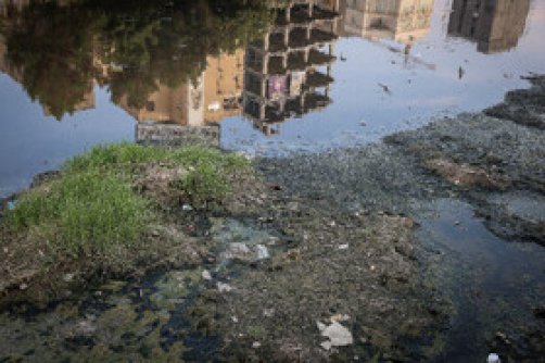 خورهای بندرعباس؛ زایشگاه پشه آئدس در دل شهر