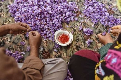 روی زرد طلای سرخ | وقتی زعفران ایران با برند اسپانیا جهانی می شود