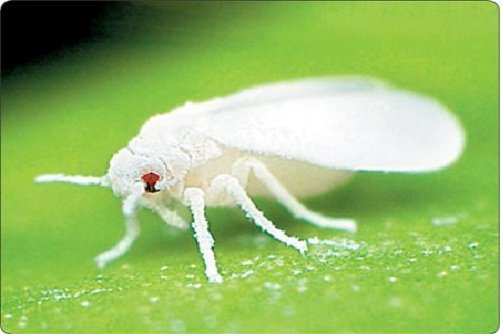 طغیان دوباره سفیدبالک‌ها در پایتخت صحت ندارد