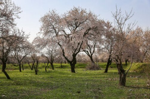 اولویت حفظ آب و زمین در باغستان سنتی قزوین