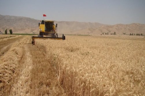 کاهش ۵۰ درصدی تولید گندم در شهرستان پلدختر