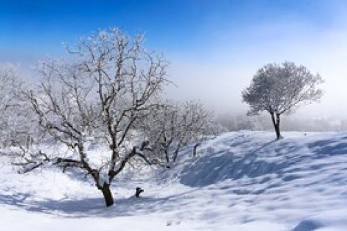 درختان یخی - همدان