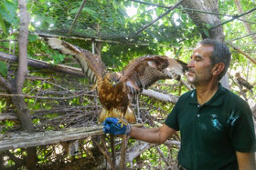 رهاسازی پرندگان شکاری - همدان