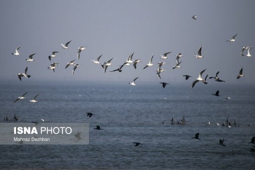میزبانی ایران از ۱۵۶ گونه پرنده مهاجر در زمستان سال گذشته
