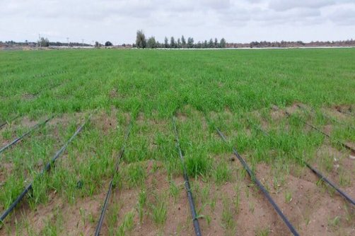 10 هزار هکتار از اراضی ماهشهر به زیر کشت پاییزه می‌رود