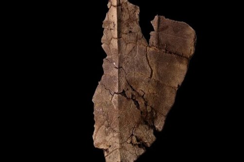 شناسایی ۱۲۰ نمونه از فسیل خارپوستان