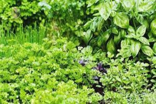 کشت گیاهان دارویی می‌تواند اشتغال‌زایی در مناطق روستایی را افزایش دهد 