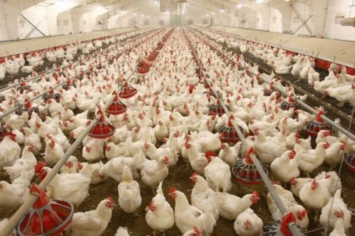 دبیر انجمن تولیدکنندگان زنجیره گوشت و مرغ عنوان کرد: افزایش تاب‌آوری زنجیره‌های تولید گوشت و مرغ در شرایط بحرانی