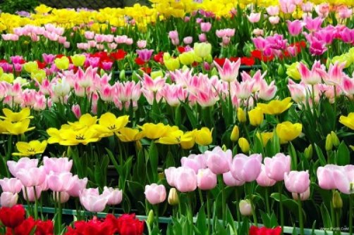 اشک پنهان ... سروده اقای حمید کریمی