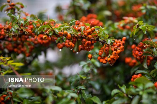 سازمان هواشناسی هشدار داد رگبار و رعد و برق در ۹ استان