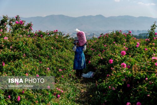 برداشت ۳۴۰ تُن گل محمدی در نطنز