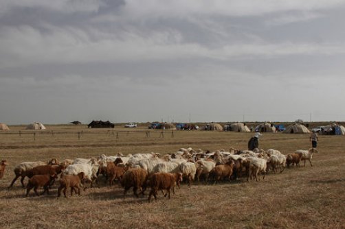 تبعات زیست‌محیطی کوچ بی‌موقع