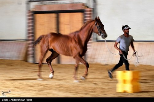 دومین همایش کشوری 