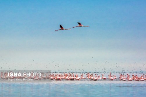 ضرورت مدیریت یکپارچه برای احیای«پناهگاه حیات وحش میانکاله»