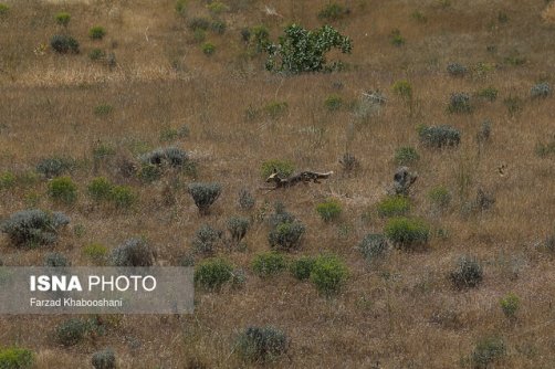 نقشه‌های مناسبی از پراکنش گونه‌های جانوری وجود ندارد