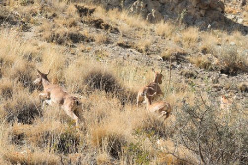 حفاظت هزینه دارد/ لزوم درآمدزایی مستقل محیط زیست 