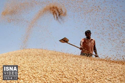 خرید تضمینی گندم تا مهرماه ادامه دارد/ واریز۱۲۰۰ میلیارد به حساب کشاورزان 