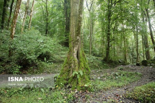 احیای فضاهای خالی عرصه های جنگلی گیلان با کمک ۹ نهالستان