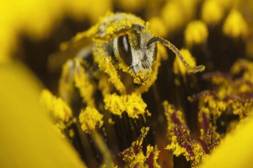 تولید مثل گیاهان از طریق گرده افشانی/ گرده‌های کدام گیاهان آلرژی‌زا هستند؟