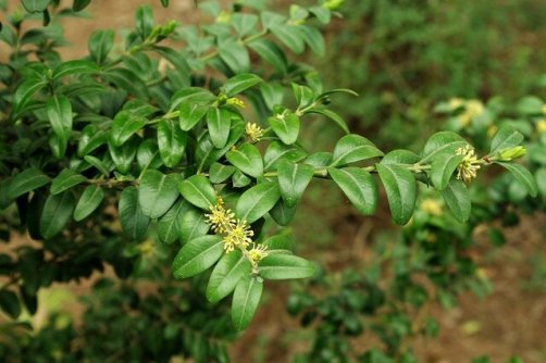 کاش بهار که می آید شمشادها جوان بشوند و 