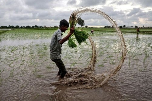 قیمت جهانی برنج به کف خود رسید