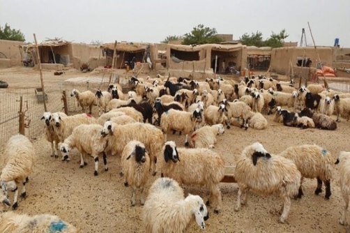 فارس رتبه اول جمعیت دام سبک کشور را دارد