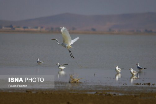 450 سایت کشور از ۵ درصد جمعیت پرندگان مهاجر در ایران میزبانی می‌کند