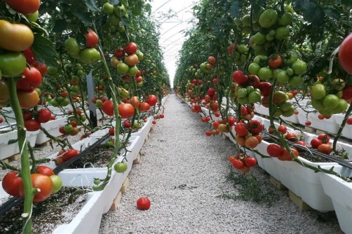 روایت تسنیم از مشکلات گلخانه‌داران نطنزی/ مشکلات برق و گاز گلخانه‌ها را به تعطیلی می‌کشاند 