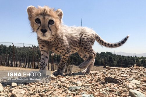 توله یوز ایرانی باید جنگنده شود