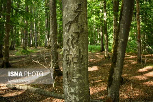 زخم یادگاری بر پیکر درختان کهنسال