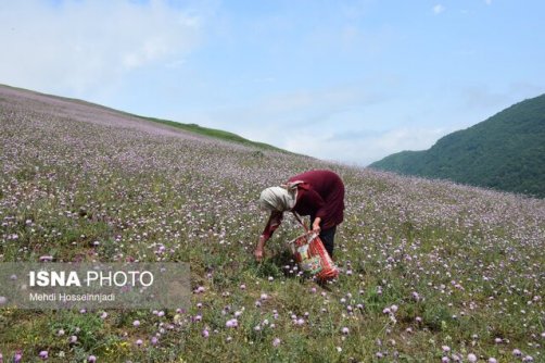 توسعه کشت گیاهان دارویی در استان زنجان؛ راهکاری پایدار در مواجهه با کم‌آبی