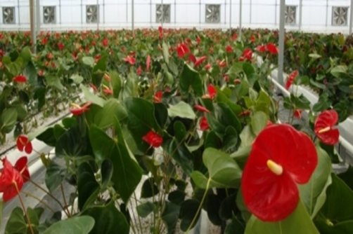 تحول در کشاورزی روستایی نطنز/ تعداد گلخانه‌ها 5 برابر شد 