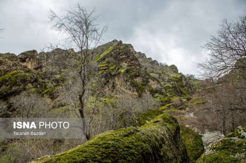 تحول در مدیریت زاگرس با الگوی «جنگلداری اجتماعی»