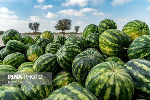 صادرات ۲۰۸ میلیون دلاری هندوانه/ ارسال به ترکیه در حد ۱۰۰ کامیون
