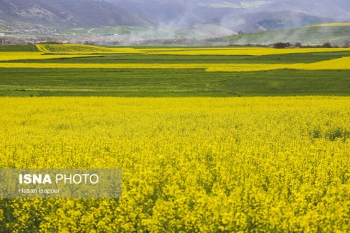 خرید ‌۴۶۴‌ تن کلزا از کشاورزان خرمشهری