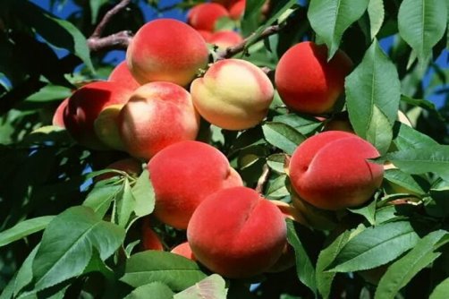 فواید یک میوه تابستانی؛ از بهبود بینایی تا کاهش التهاب