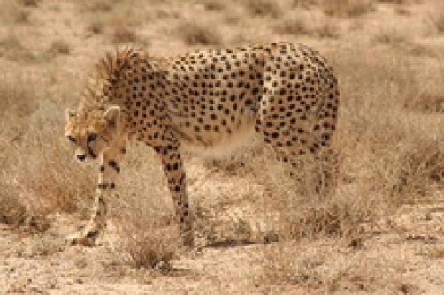 معدن‌کاری حیات وحش را «آواره» می‌کند