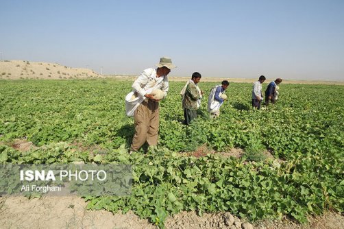 خشکسالی، تولید طالبی ساوه را نصف کرد/ تولید با آبیاری کمتر و چالش‌بیشتر