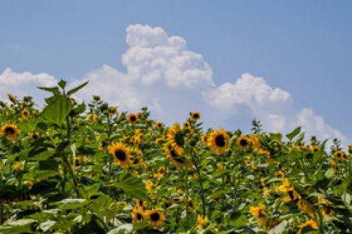 گلیداغ دشت گل‌های آفتابگردان