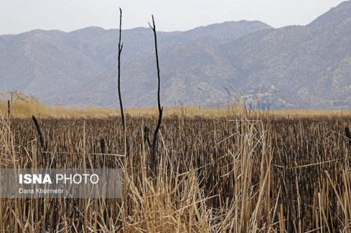 حذف نیزارهای تالاب زریوار مریوان خدمت نیست، جنایت است