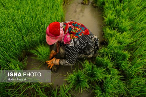 زنان طلایه‌دار حفاظت از محیط زیست
