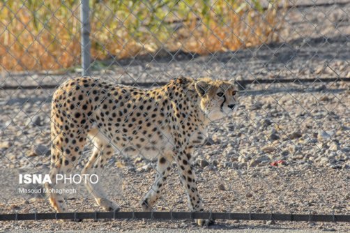 حال «ایران» خوب است/ از «آذر» و «توران» چه خبر؟