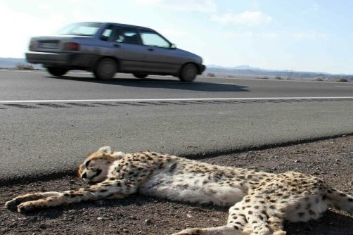 معدن‌کاوی و جاده‌کشی بلای جان حیات‌ وحش